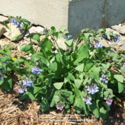 Location: My garden in Kentucky
Date: 2005-04-11