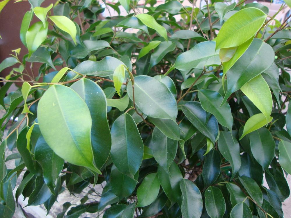Photo of Weeping Fig (Ficus benjamina) uploaded by Paul2032