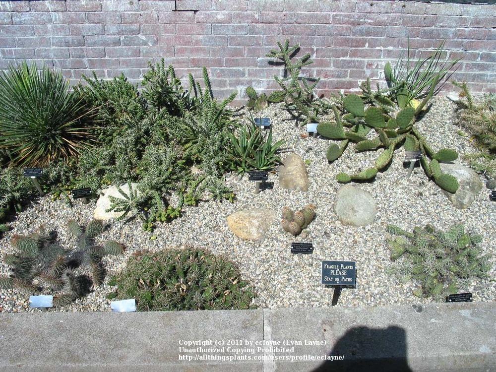Photo of Prickly Pears (Opuntia) uploaded by eclayne