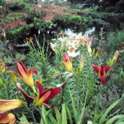 Location: Sun Garden Pittsford NY
Date: 2011-07-20
Combined with Red Dutch lily and Vibernum berries.