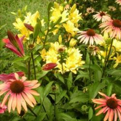 Location: Sun Garden Pittsford NY
Date: 2010-06-28
Echinacea Summer Sky with Fata Morgana lily
