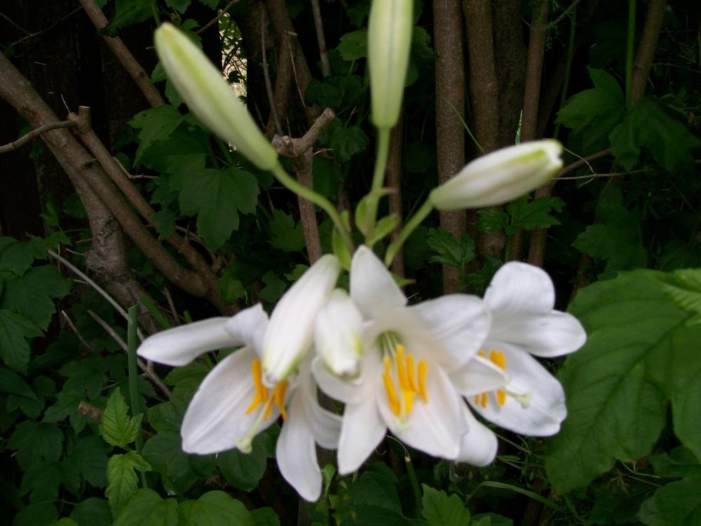 Photo of Lily (Lilium candidum) uploaded by gwhizz