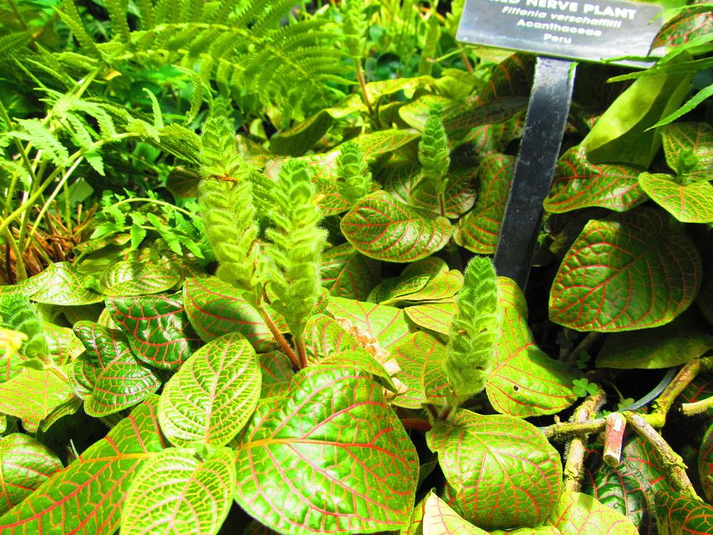 Photo of Nerve Plant (Fittonia albivenis) uploaded by jmorth