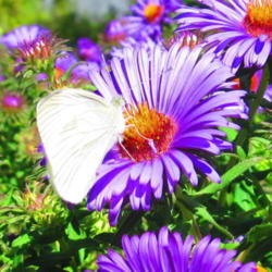 Location: central Illinois
Date: 2011-09-07
Butterflies adore NE Aters in the fall.
