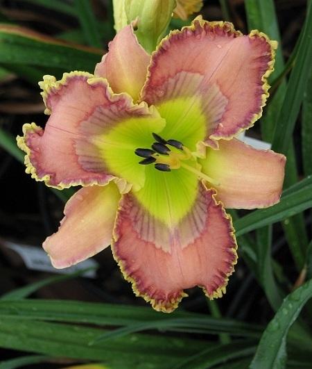 Photo of Daylily (Hemerocallis 'Heaven's Declaring') uploaded by tink3472