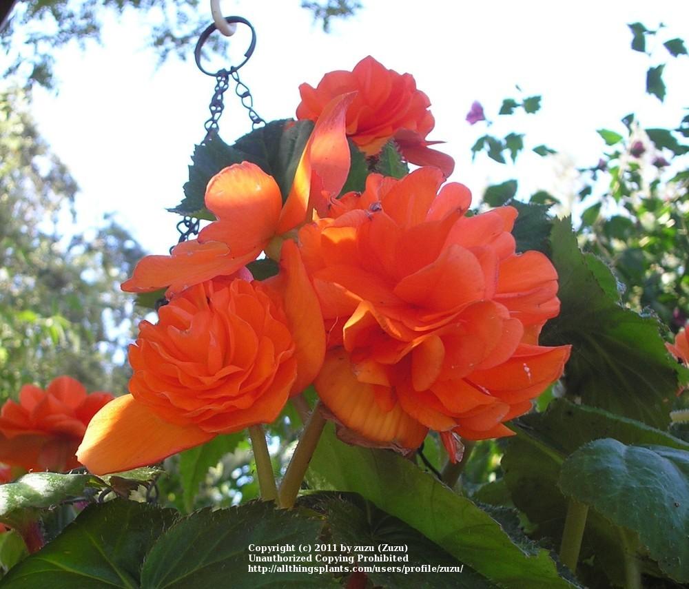 Photo of Roseform Begonia (Begonia x tuberhybrida Amerihybrid® Ruffles Orange) uploaded by zuzu