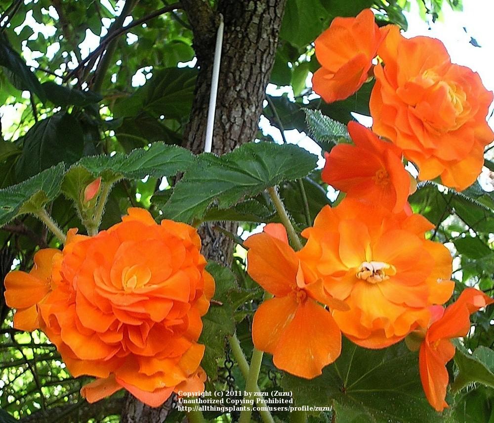 Photo of Tuberous Begonia (Begonia x tuberhybrida Amerihybrid® Orange) uploaded by zuzu