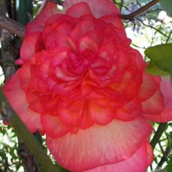 Location: In my Northern California garden
Date: 2008-08-16
Unidentified Begonia