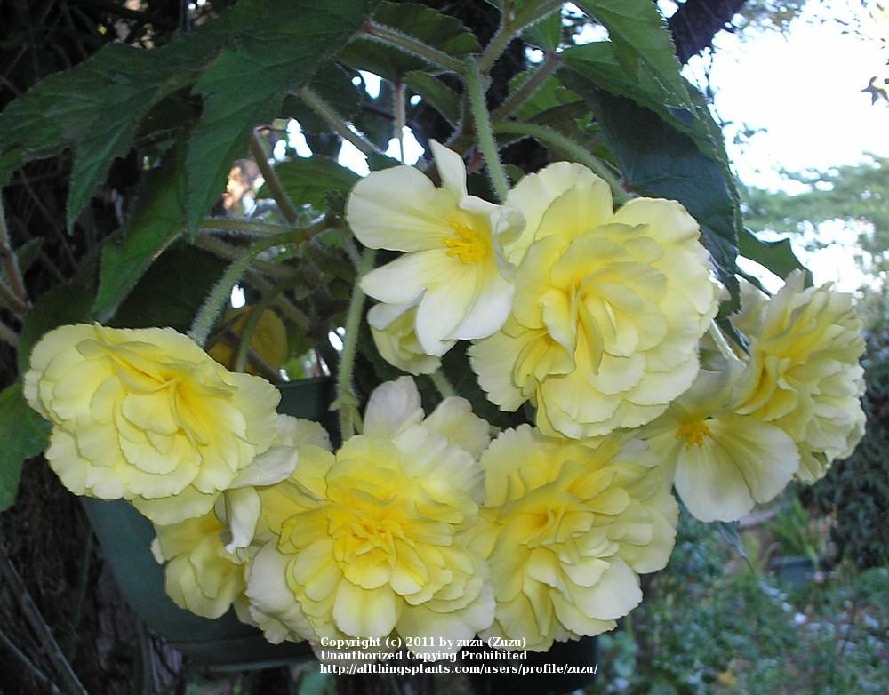 Photo of Hybrid Tuberous Begonia (Begonia x tuberhybrida 'Hanging Basket Yellow') uploaded by zuzu