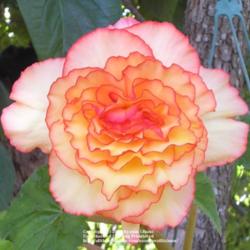 Location: In my Northern California garden
Date: 2009-08-01