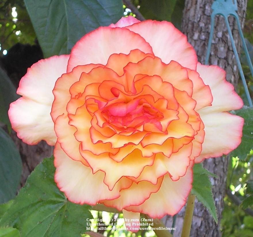 Photo of Roseform Begonia (Begonia x tuberhybrida AmeriHybrid® Picotee Calypso) uploaded by zuzu