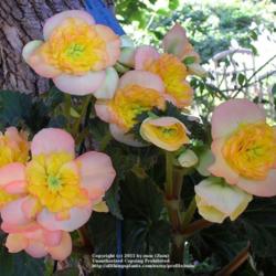 Location: In my Northern California garden
Date: 2009-08-01
Unidentified Begonia
