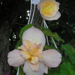 Location: In my Northern California garden
Date: 2006-08-18
Unidentified Begonia