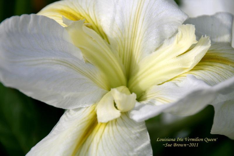 Photo of Louisiana Iris (Iris 'Vermilion Queen') uploaded by Calif_Sue