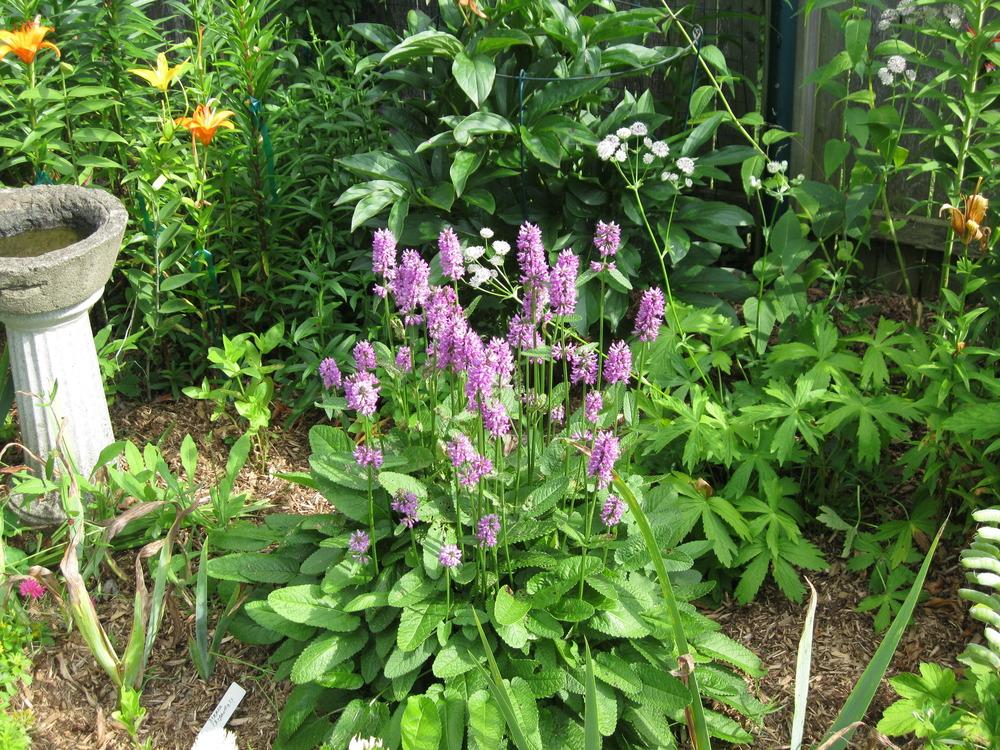 Photo of Betony (Betonica officinalis subsp. officinalis 'Hummelo') uploaded by Carolyn22