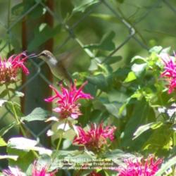 
Date: 2008-06-22
Hummingbirds love the Monarda blooms