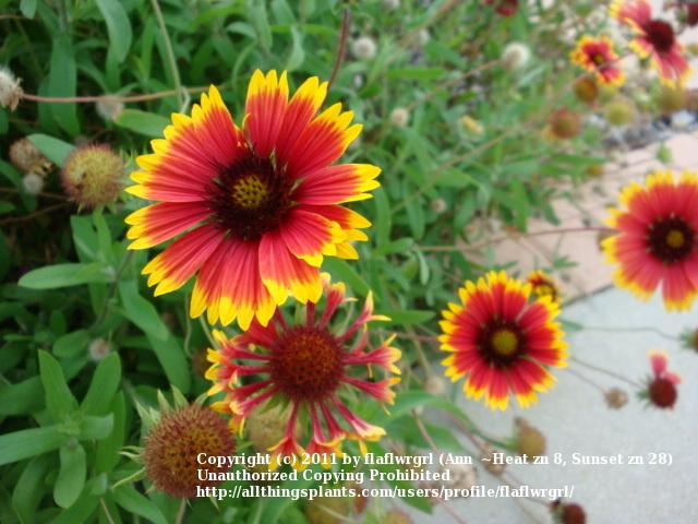 Photo of Blanket Flower (Gaillardia 'Arizona Sun') uploaded by flaflwrgrl