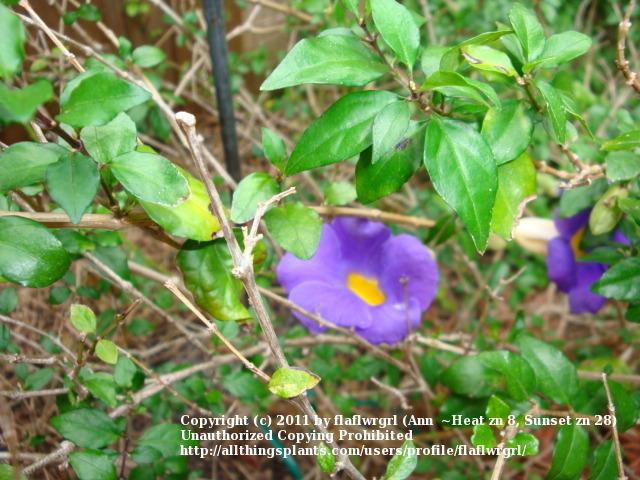 Photo of Blue Glory Vine (Thunbergia battiscombei) uploaded by flaflwrgrl