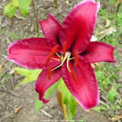 Location: Willamette Valley Oregon
Date: 2010-08-09 
One of the best reds in Oriental lilies.