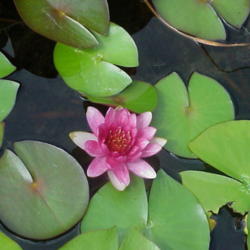 Location: North Carolina, USA. USDA zone 7b.
Date: June 26, 2006
A lovely waterlily suitable for tubs. Very hardy and blooms early