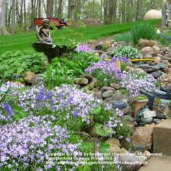 Cottage Gardening forum - Garden.org