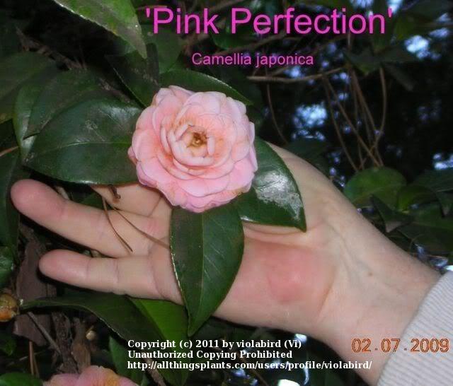 Photo of Japanese Camellia (Camellia japonica 'Pink Perfection') uploaded by violabird