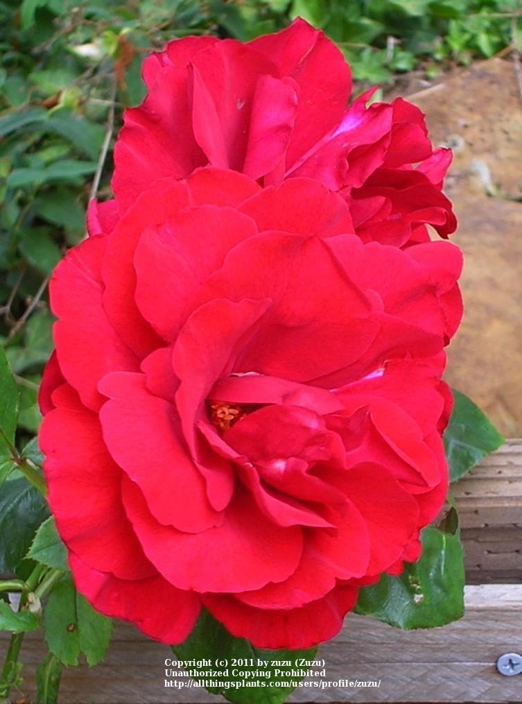 Photo of Rose (Rosa 'Demokracie') uploaded by zuzu