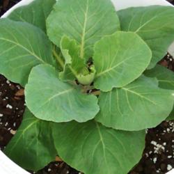 Location: Houston, Texas, bright, indirect sun; grown in a 6.5 gallon Bucket
Date: 2011-10-11
Early Jersey Wakefield Cabbages @ 66 days from sowing seeds.