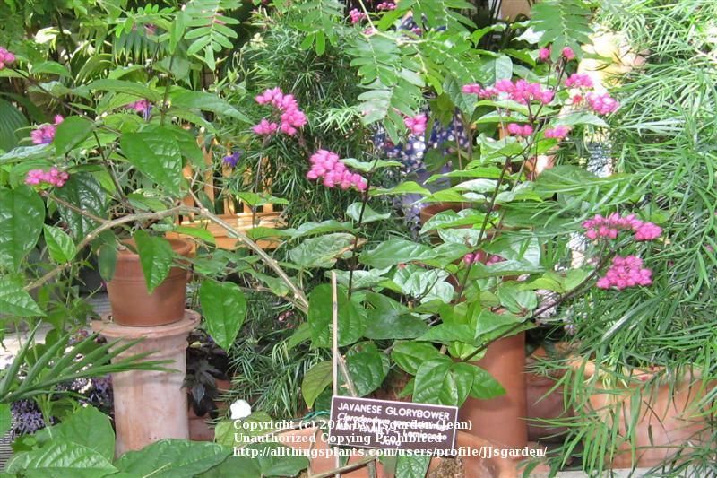 Photo of Flaming Glory Bower (Clerodendrum speciosissimum) uploaded by JJsgarden