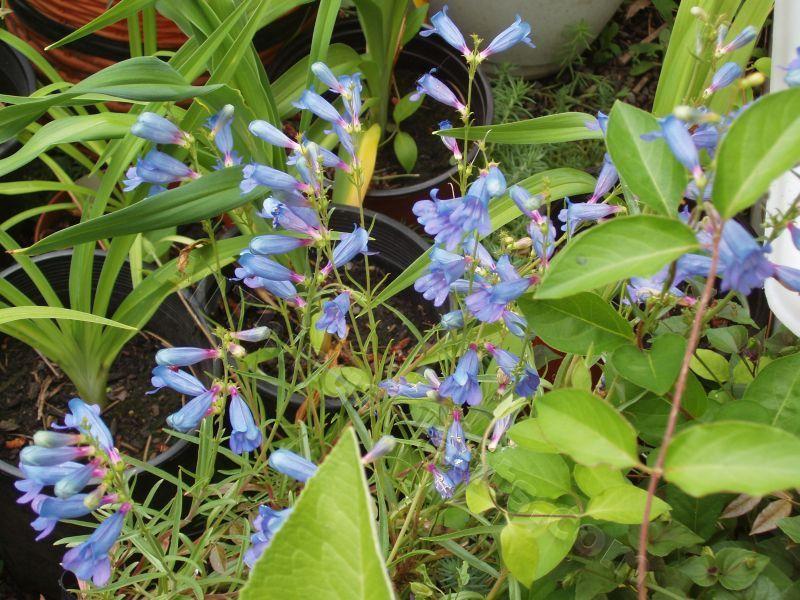 Photo of Foothill Beardtongue (Penstemon heterophyllus 'Electric Blue') uploaded by Joy