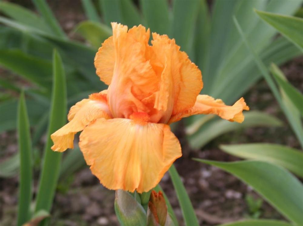 Photo of Border Bearded Iris (Iris 'Maid of Orange') uploaded by KentPfeiffer