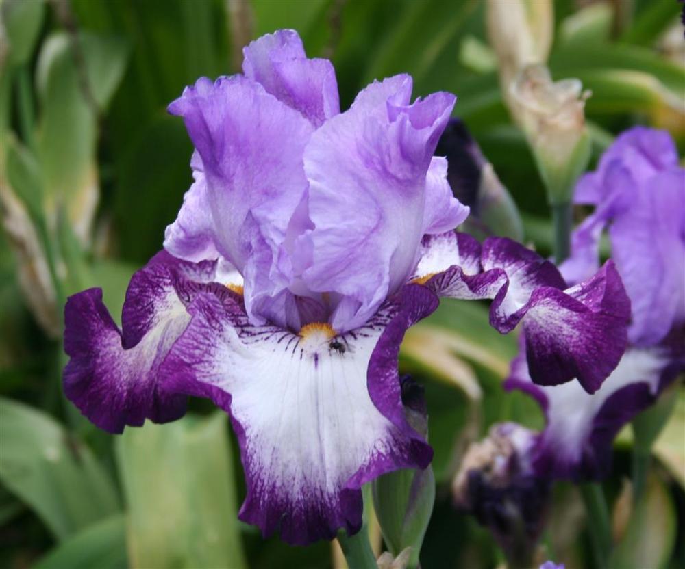 Photo of Tall Bearded Iris (Iris 'Eagle's Flight') uploaded by KentPfeiffer