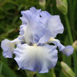 Location: Schreiner's Iris Garden
Date: 2011-05-20
