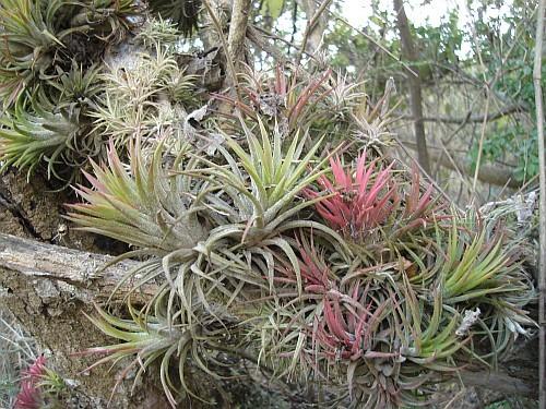 Photo of Air Plants (Tillandsia) uploaded by SongofJoy
