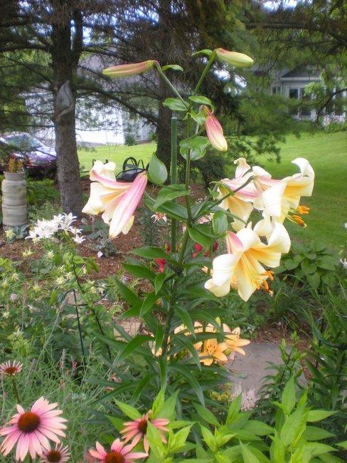 Photo of Lily (Lilium 'Orania') uploaded by ge1836