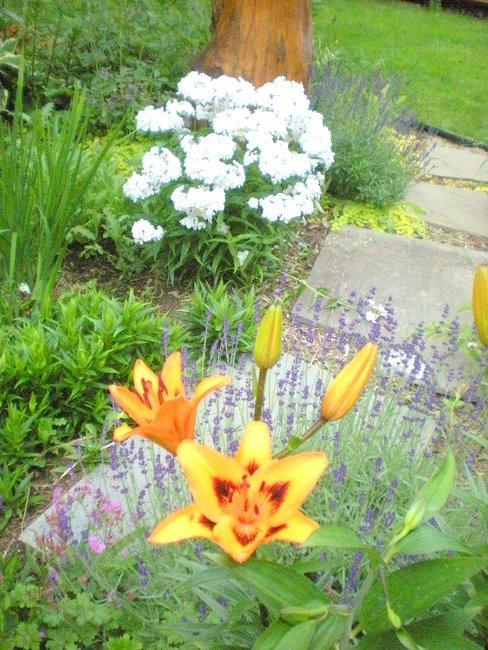 Photo of Lily (Lilium 'Loreto') uploaded by ge1836