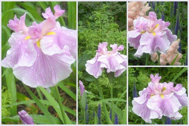 Photo of Japanese Iris (Iris ensata 'Honour') uploaded by ge1836