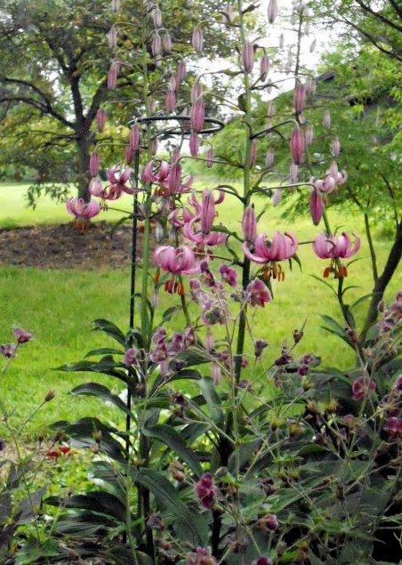 Photo of Martagon Lily (Lilium martagon) uploaded by ge1836