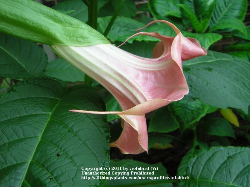 Photo of Angel Trumpet (Brugmansia 'Pink Beauty') uploaded by violabird