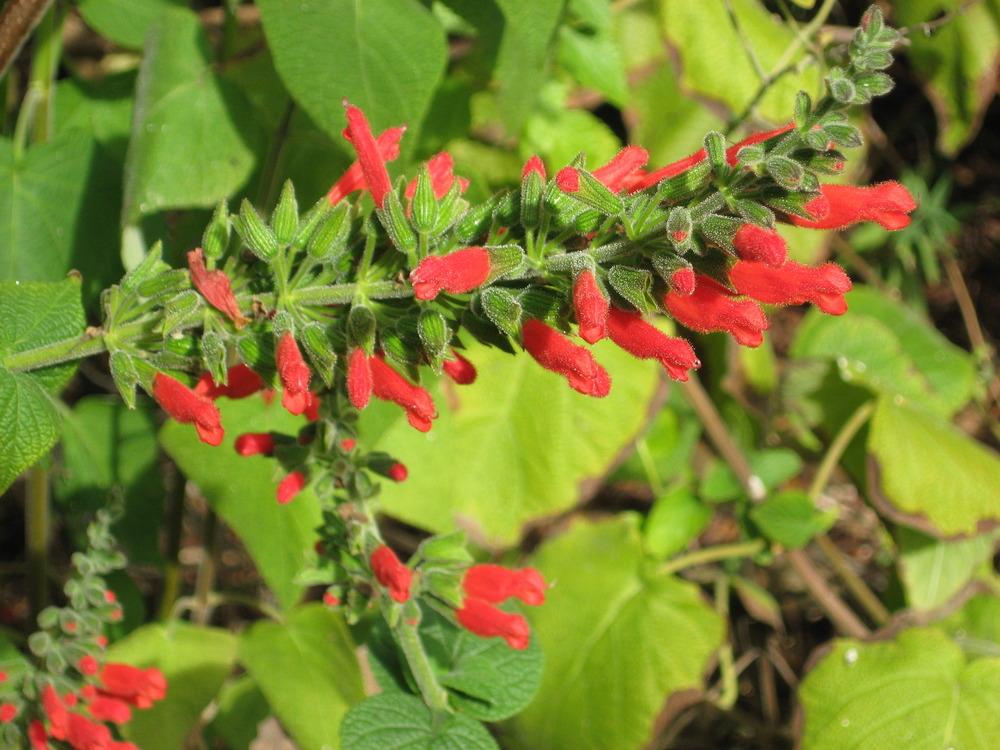 Photo of Salvia (Salvia univerticillata) uploaded by wcgypsy