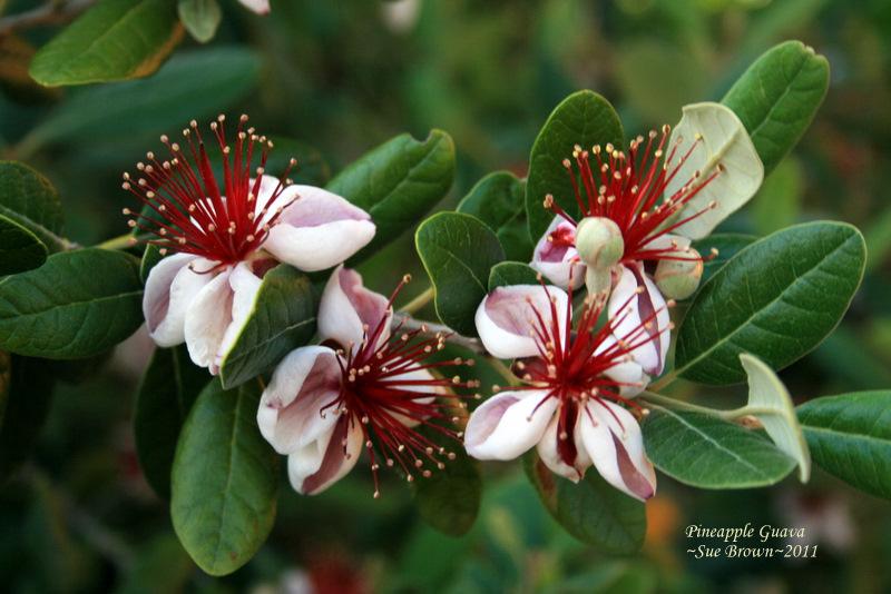 Photo of Pineapple Guava (Feijoa sellowiana) uploaded by Calif_Sue