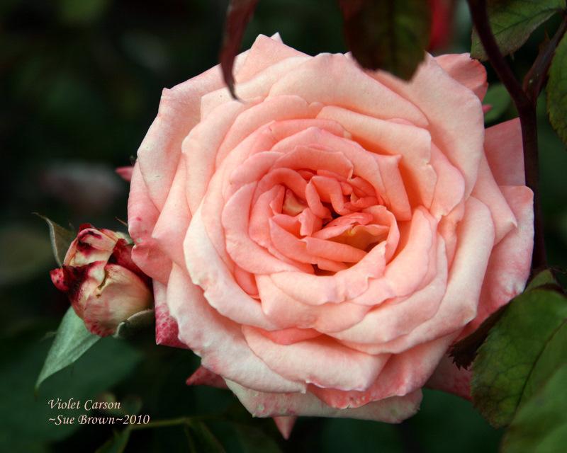 Photo of Rose (Rosa 'Violet Carson') uploaded by Calif_Sue
