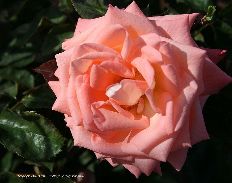 Photo of Rose (Rosa 'Violet Carson') uploaded by Calif_Sue