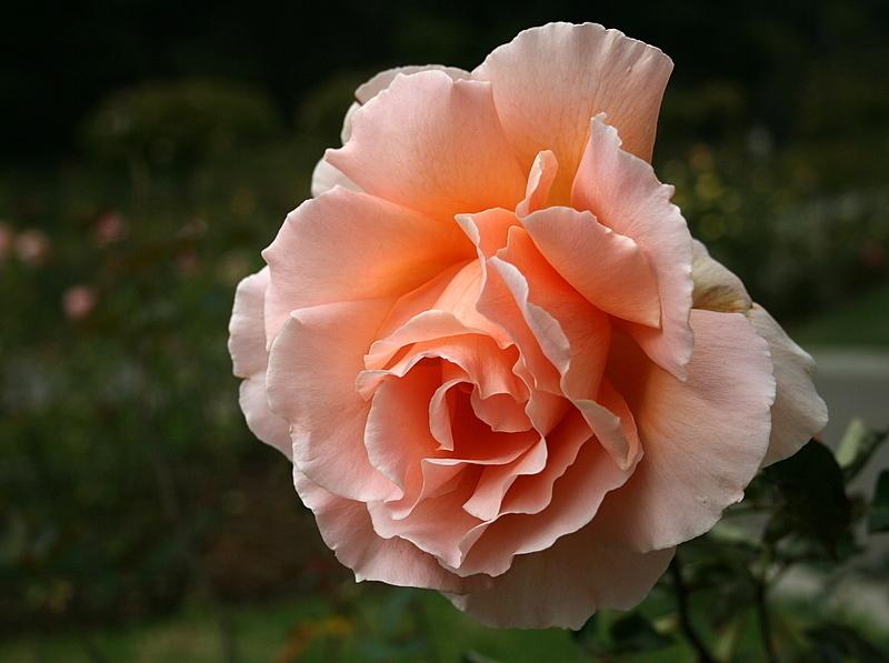 Photo of Rose (Rosa 'Just Joey') uploaded by Calif_Sue