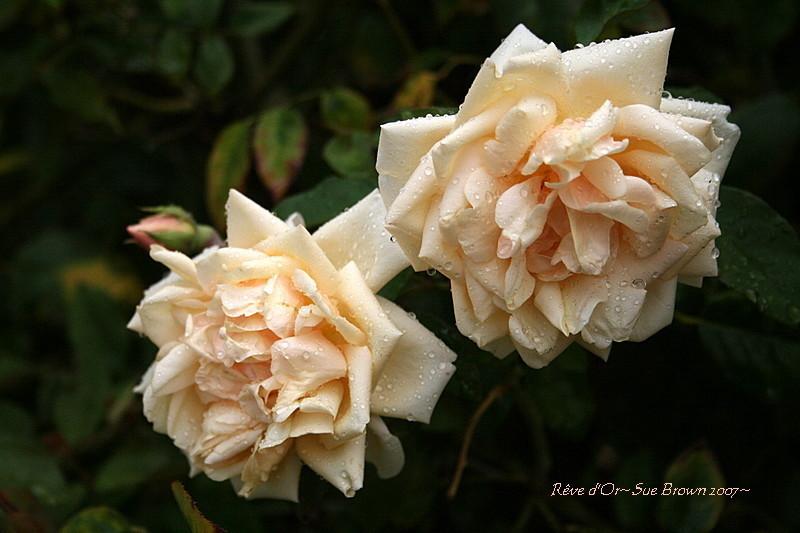 Photo of Rose (Rosa 'Reve d'Or') uploaded by Calif_Sue