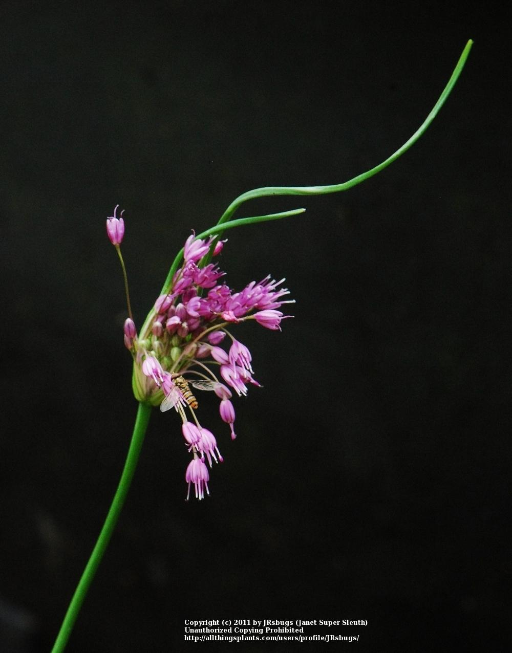 Photo of Keeled Garlic (Allium coloratum) uploaded by JRsbugs