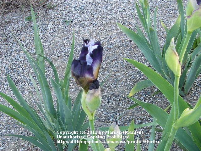 Photo of Tall Bearded Iris (Iris 'Connection') uploaded by Marilyn