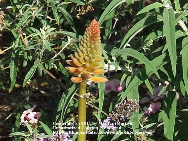 Photo of Red Hot Poker (Kniphofia 'Alcazar') uploaded by Marilyn