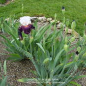 Location: My garden in KentuckyDate: 2009-05-07First year bloom.  Lots of buds!