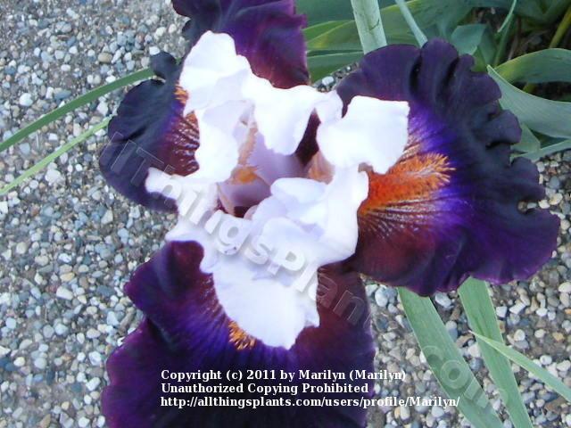 Photo of Tall Bearded Iris (Iris 'Connection') uploaded by Marilyn
